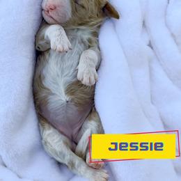 Jessie - Apricot female Goldendoodle puppy in Lakeland, Florida from Rolling Oak Doodles