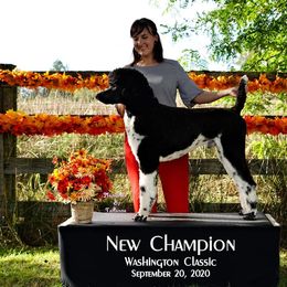 Poodle All Grown Up from High Desert Standard Poodles