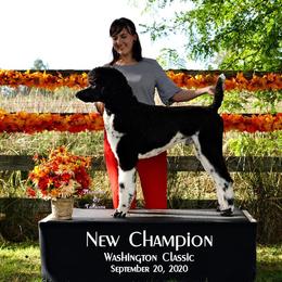 Poodle All Grown Up from High Desert Standard Poodles