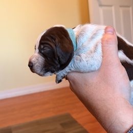 Light Blue - Liver and white female German Shorthaired Pointer puppy in Ash Flat, Arkansas from SmokePoint GSPs