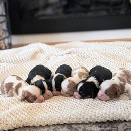 Cavalier King Charles Spaniel puppies from Jodi's Cavalier King Charles Spaniels and Cavapoos