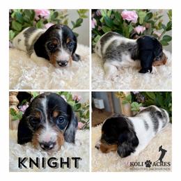 Knight - AKC - Wirehair - Black and tan male Dachshund puppy in Kemp, Texas from Koli Acres