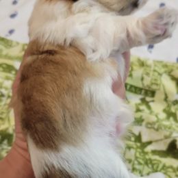 Yorkshire Terriers from Sandy’s Yorkies