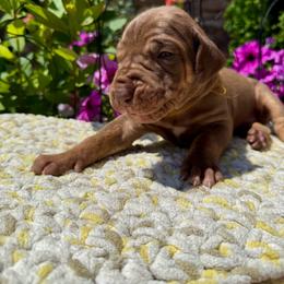 Orange collar - Chocolate female Great Dane puppy in Corsica, Pennsylvania from Ferguson Family Danes LLC