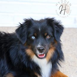 Mountain - Toy Australian Shepherd