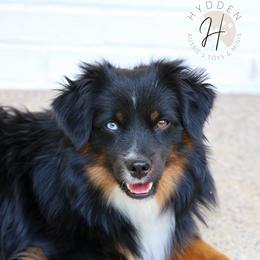 Mountain - Toy Australian Shepherd