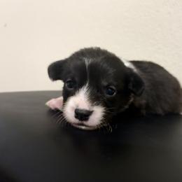 Rudolph - Black and white male American Corgi puppy in Temple, Texas from Silver Moon Cardigan and American Corgis