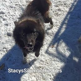 Bucky - Black male Siberian Husky puppy in Georgia from Stacy's Siberian Huskies
