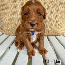 Cheddar - Red  male Goldendoodle puppy in Sunman, Indiana from Brunsman Country Doodles LLC