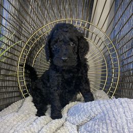 Labradoodle Puppies from Honey Doodle Farm