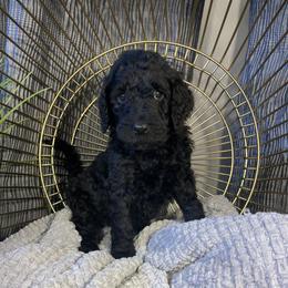 Labradoodle Puppies from Honey Doodle Farm
