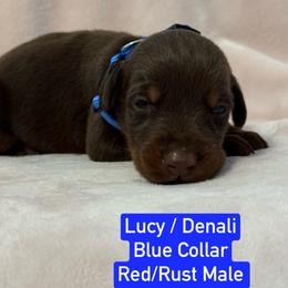 Blue Collar - Red and rust male Doberman Pinscher puppy in Lake City, Florida from Paintedcrazy Doberman Pinchers