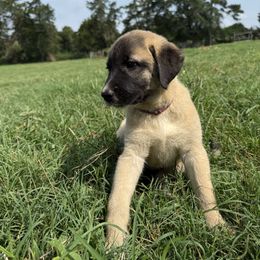 Lucy - Fawn female Anatolian Shepherd Dog puppy in Starr, South Carolina from Home with Havanese