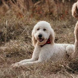 Scout - Goldendoodle