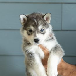 Tails - Gray and white male Siberian Husky puppy in Mc Cleary, Washington from Chelsea's Huskies