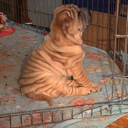 Chinese Shar-Pei All Grown Up from CarPeiDiem Chinese Shar-Pei