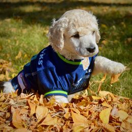 Duke - White male Poodle puppy in Ephrata, Washington from NCR Ranch