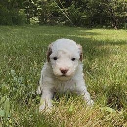 Baker - Parti male Poodle puppy in New Milford, Pennsylvania from Cross's Poodle Puppies