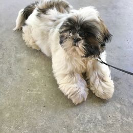 Shih Tzu Puppies from Willow Lane Shih Tzus
