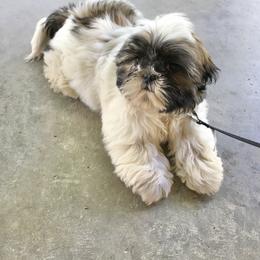 Shih Tzu Puppies from Willow Lane Shih Tzus