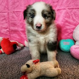 Typhon - Blue merle Border Collie puppy in Orlando, Florida from Beyond City Lights