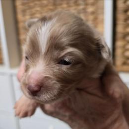 Lottie - Red merle female Toy Australian Shepherd puppy in Windom, Texas from Wild Farm Puppies