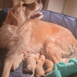 Goldendoodles from Just_Double_Doodlin