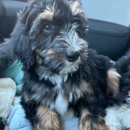 Peggy Sue - Tri-color female Bernedoodle puppy in San Saba, Texas from Bluemoon Bernedoodles