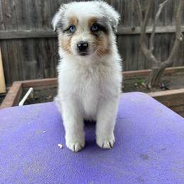 Australian Shepherd Puppies from Luna Lane Aussies