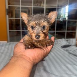 Silvio - Blue and gold male Yorkshire Terrier puppy in Pomona, California from Lunio's Yorkies