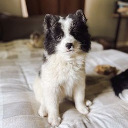 Pebbles - Black and white female Pomsky puppy in Cleveland, Ohio from Lake Point Pomskies