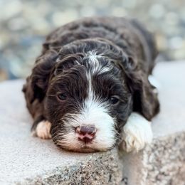 Oreo - Chocolate female Goldendoodle puppy in Twin Falls, Idaho from Magic Valley Family Doodles
