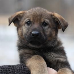 Phoenix - Sable female German Shepherd puppy in Augusta, West Virginia from Vom Haus Highlands