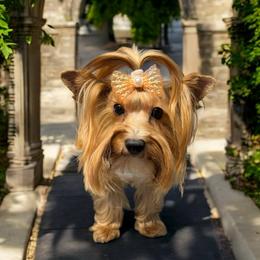 Shelby - Yorkshire Terrier