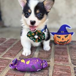 Crumpet and Flapjack - White and black female Pembroke Welsh Corgi puppy in Saint George, South Carolina from Carolina cotton candy corgis