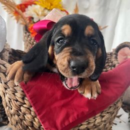 Elektra - Black tan and white female Basset Hound puppy in Willow Spring, North Carolina from Blackberry Creek Basset Hounds