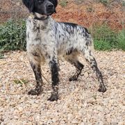 French Brittanys from Staunch Point Kennel
