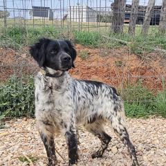 French Brittanys from Staunch Point Kennel