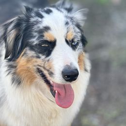 Miniature Australian Shepherd Puppies from Northern Aussies