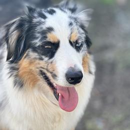 Miniature Australian Shepherd Puppies from Northern Aussies