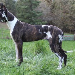 Phoenix - Great Dane