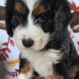 Coach - Tri-color male Bernedoodle puppy in Seymour, Tennessee from Lollie's Doodles