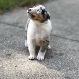 Scotty - Blue merle white and tan male Collie puppy in Allendale, Michigan from River-Valley Collies