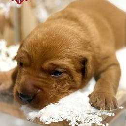 Red Male - Yellow male Labrador Retriever puppy in Franklin, Virginia from Oak Hollow Retrievers