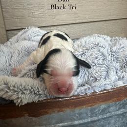 Dan - Black white and tan male English Springer Spaniel puppy in Springfield, South Carolina from Sweet Southern Spaniels