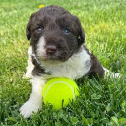 Tina - White and red female Bordoodle puppy in Canfield, Ohio from Poo's Doo's & Inu's
