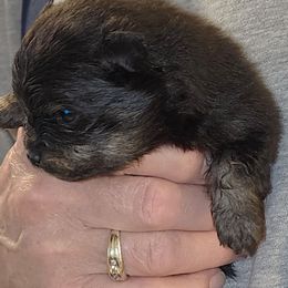 Girl 1 - female Pomeranian puppy in Turnersville, New Jersey from MK Exquisite Poms