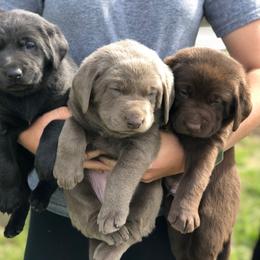 Dilute Retriever and Labrador Retriever Puppies from Megans Labradors