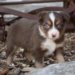 Smooch - Red tri female Miniature Australian Shepherd puppy in Evant, Texas from Lazy VT Bar Ranch