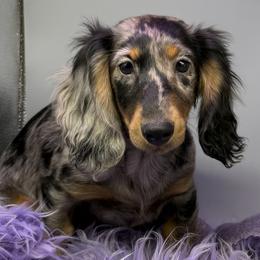 Darla - Dapple female Dachshund puppy in Salyersville, Kentucky from Lavendell Dachshunds